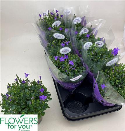 <h4>Camp Por Ocean</h4>