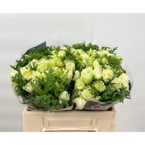 Anemone Levante White