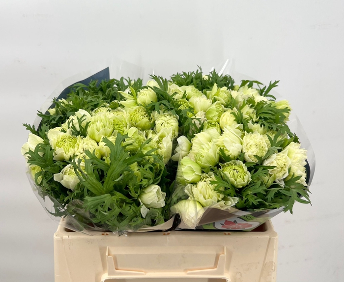 <h4>Anemone Levante White</h4>