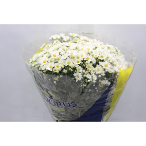 CRISANTEMO BOLA BELGA P20 BRANCO