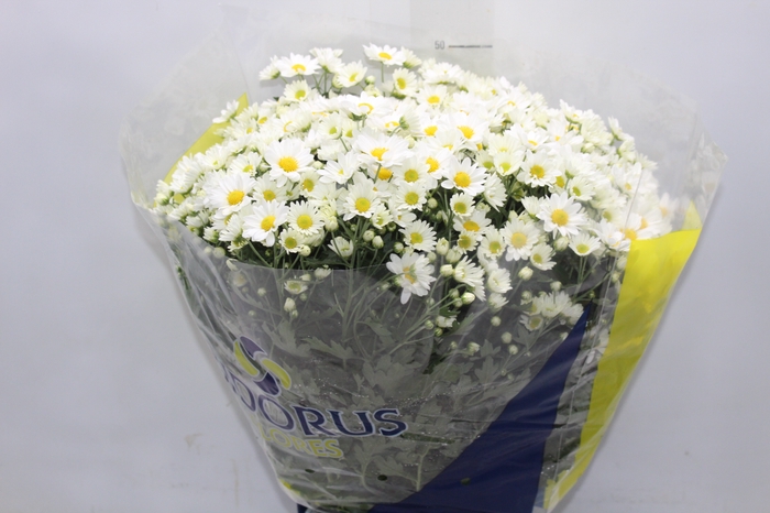 <h4>CRISANTEMO BOLA BELGA P20 BRANCO</h4>