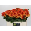 Dahlia American Sunset