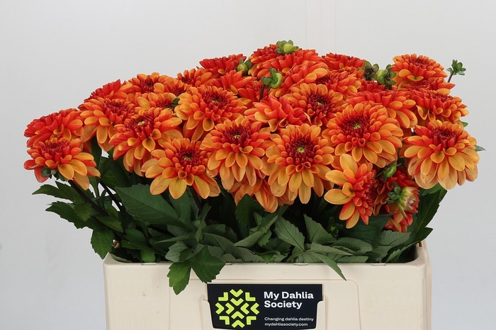 <h4>Dahlia American Sunset</h4>