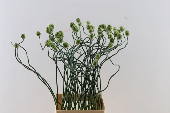 <h4>Allium Greenberry</h4>