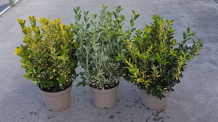 <h4>Euonymus mix</h4>