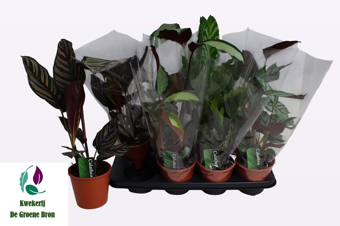 <h4>CALAT GEM 3 SRT</h4>