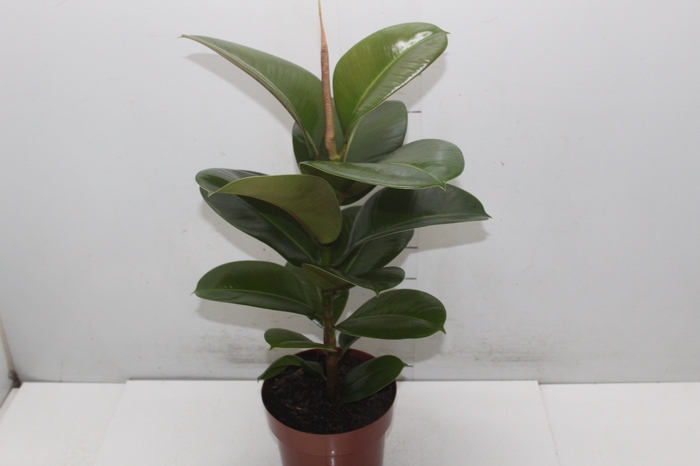 <h4>FICUS ELASTICA CLOE P17</h4>