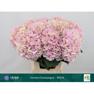 Hydrangea  'Verena'  CL