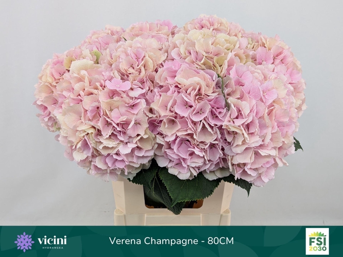 <h4>Hydrangea  'Verena'  CL</h4>