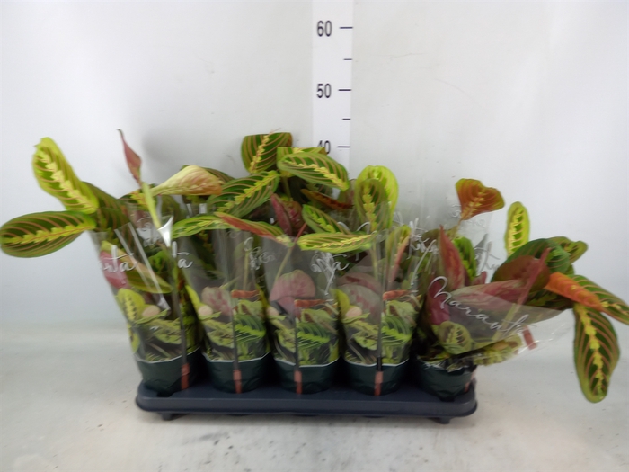 <h4>Maranta leuc. 'Fascinator'</h4>