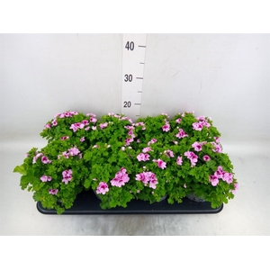Pelargonium gran.   ..