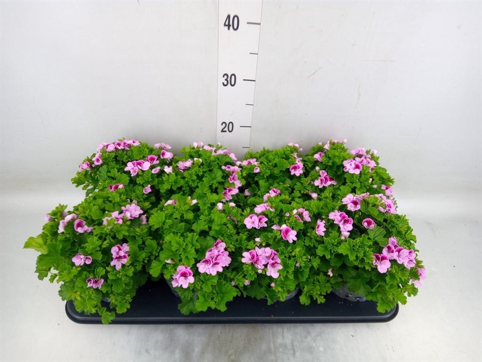 <h4>Pelargonium gran.   ..</h4>
