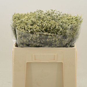 Limonium Sinense China White