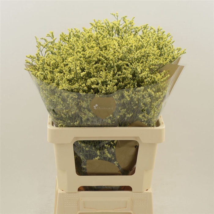 <h4>Limonium Sinense China Summer</h4>