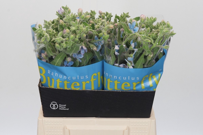 <h4>Oxypetalum Bridal Victoria</h4>
