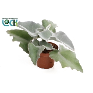 Kalanchoë Beharensis