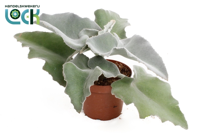 <h4>Kalanchoë Beharensis</h4>