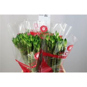 Lucky Tiger Bamboo Recht 60