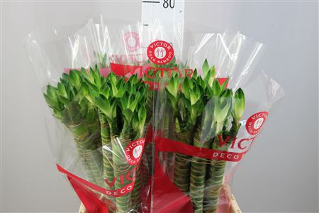 <h4>Lucky Tiger Bamboo Recht 60</h4>