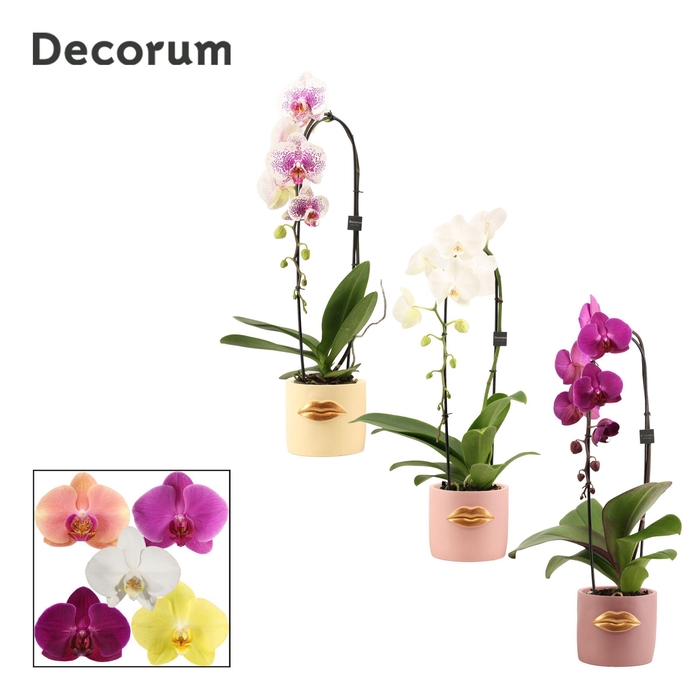 <h4>Phalaenopsis cascade 1 tak mix in Lovely (Luxury World-collectio</h4>