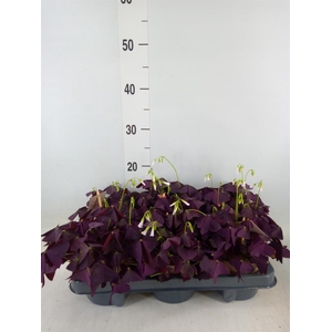 Oxalis trian. 'Mijke'