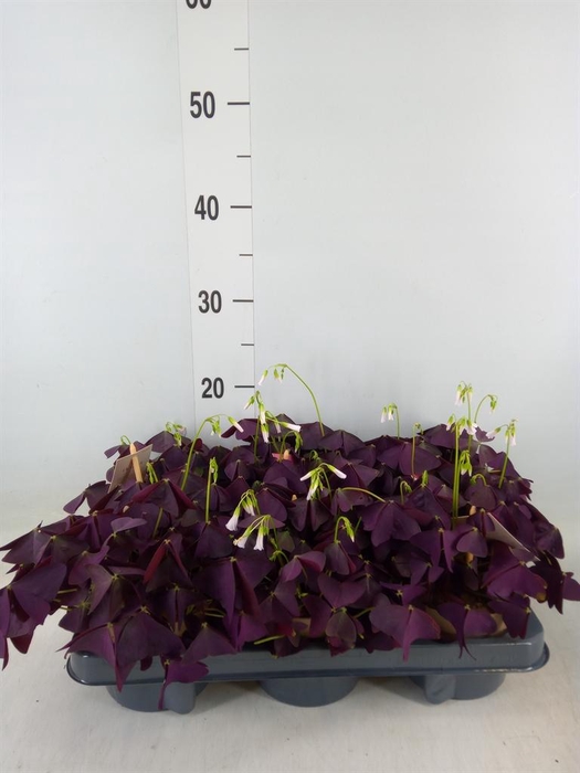 <h4>Oxalis trian. 'Mijke'</h4>