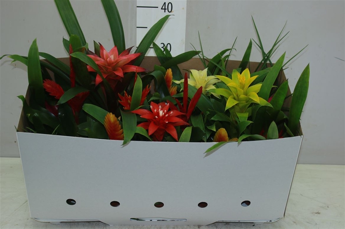 <h4>Bromelia Gemengd</h4>