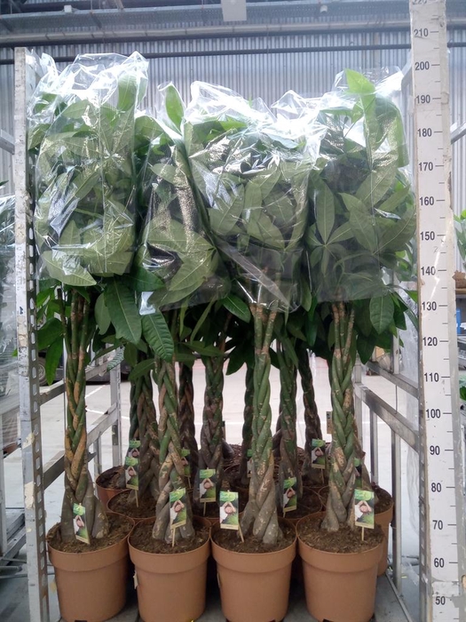 <h4>Pachira aquatica</h4>