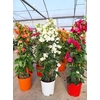 Bougainvillea overig