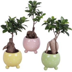 Ficus m. Ginseng Ball Shape Ø09cm in Ø11cm Ball Dots Pot