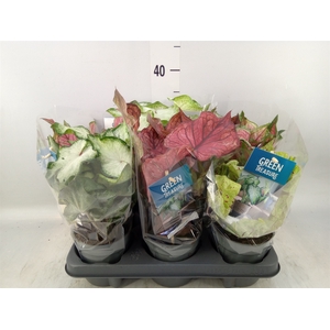 Caladium   ...mix