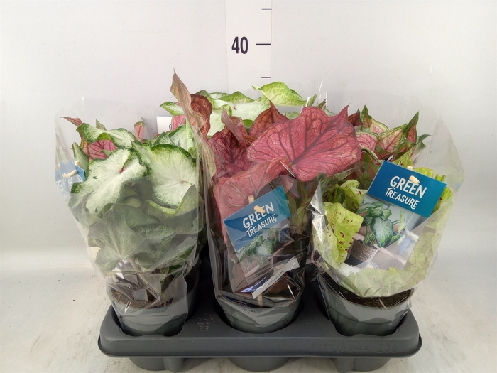 <h4>Caladium   ...mix</h4>