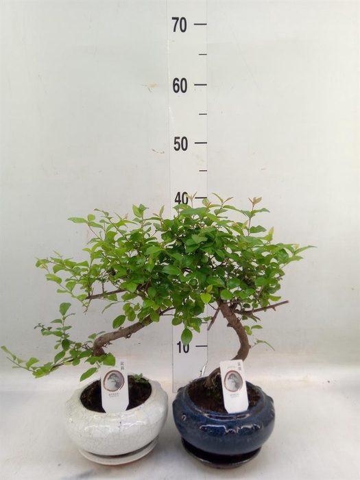 <h4>Bonsai   ...mix</h4>