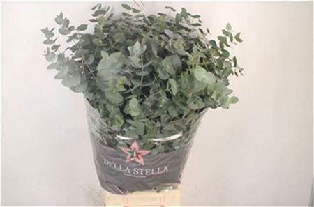 Euc Cinerea Per Bunch 200 Gram