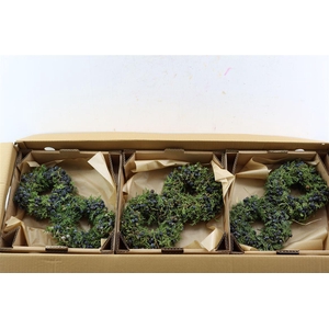 Wr Sierfruit Juniperus Black 20cm