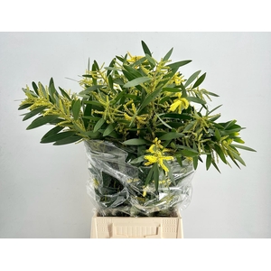 Mimosa Ciniglia Rups