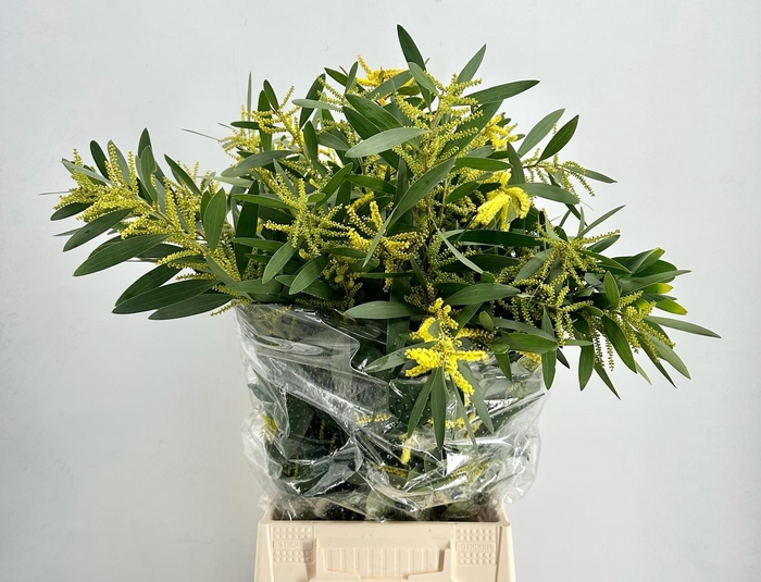 <h4>Mimosa Ciniglia Rups</h4>