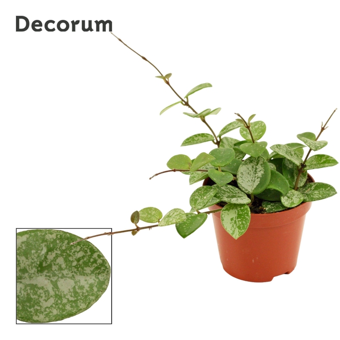 <h4>Hoya 9 cm Mathilde Splash (Decorum)</h4>