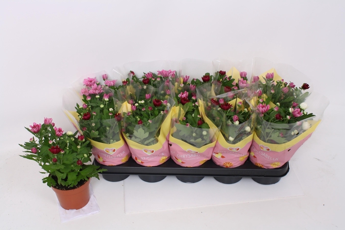 <h4>CHRYS GEM IN POT</h4>