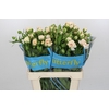 Ranunculus Butterfly Ariadne