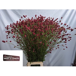 Sanguisorba officinalis Arnhem