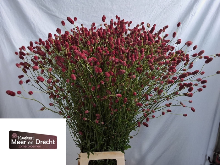 <h4>Sanguisorba officinalis Arnhem</h4>