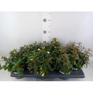 Fuchsia  'Bella Fuchsia'