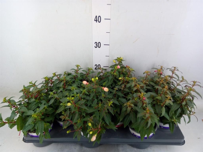 <h4>Fuchsia  'Bella Fuchsia'</h4>