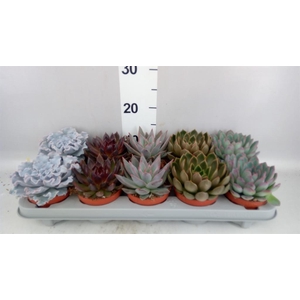 Echeveria   ...mix