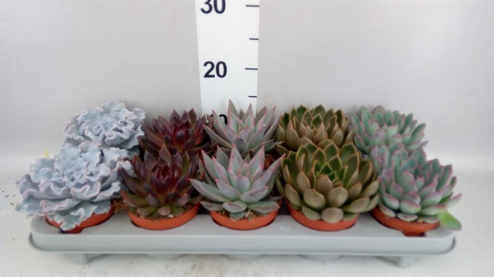 <h4>Echeveria ...mix</h4>