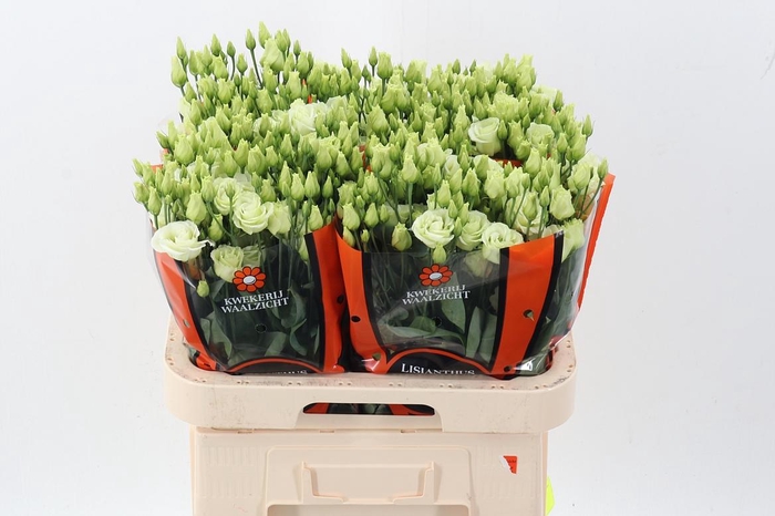 <h4>Eus G Rosi Green</h4>