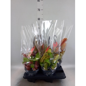 Nepenthes    ...