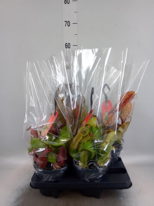 <h4>Nepenthes ...</h4>