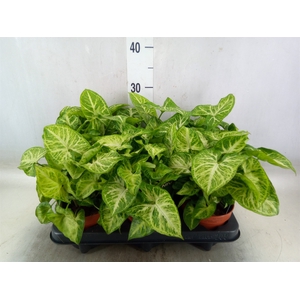 Syngonium  'Arrow'